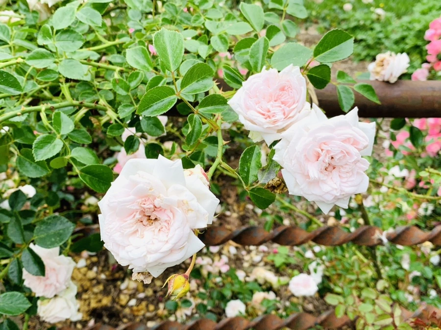 IMG_2931.jpg?type=w966