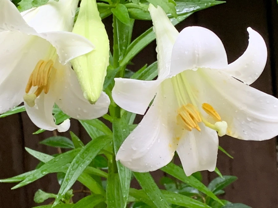 IMG_0094.jpg?type=w966