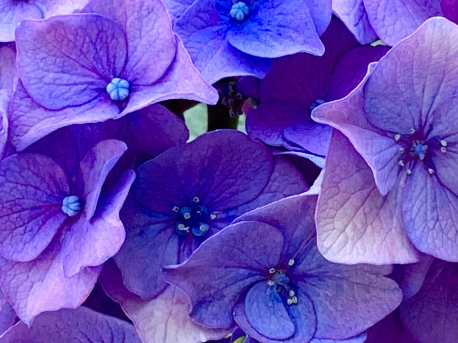 IMG_8763.jpg?type=w966