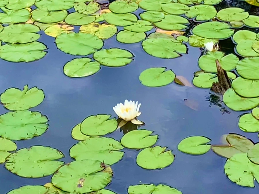 IMG_5123.jpg?type=w966