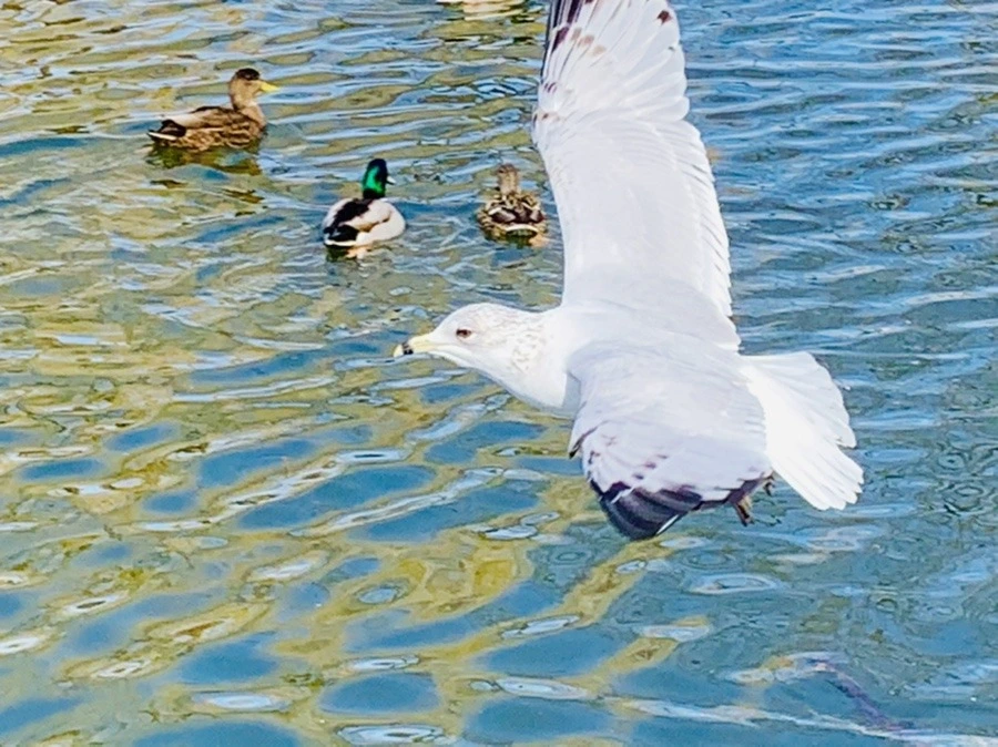 Q1L_LkJKDF0F4eStdYCYmyQYPzg