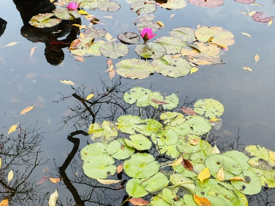 IMG_1268.jpg?type=w966