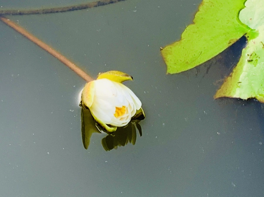 IMG_1552.jpg?type=w966