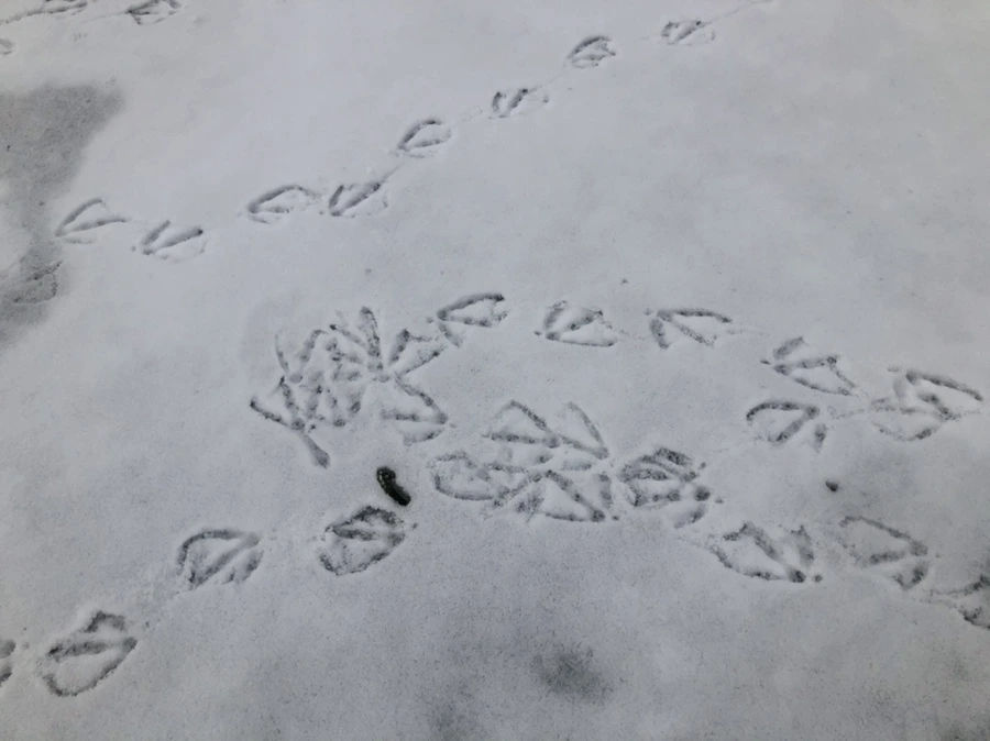 IMG_2509.jpg?type=w966