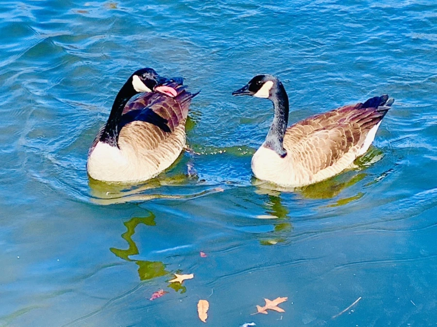 IMG_8271.jpg?type=w966