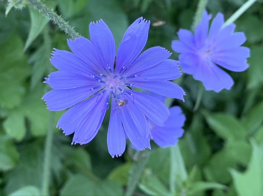 IMG_7074.jpg?type=w966