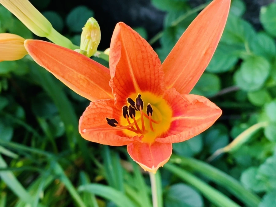 IMG_5256.jpg?type=w966