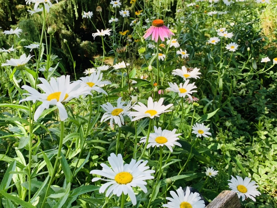 IMG_0615.jpg?type=w966