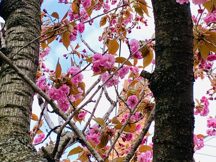 IMG_4376.jpg?type=w966