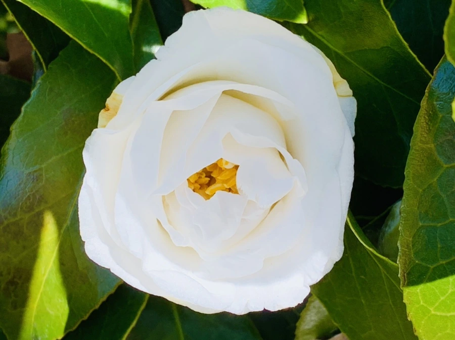 IMG_8615.jpg?type=w966