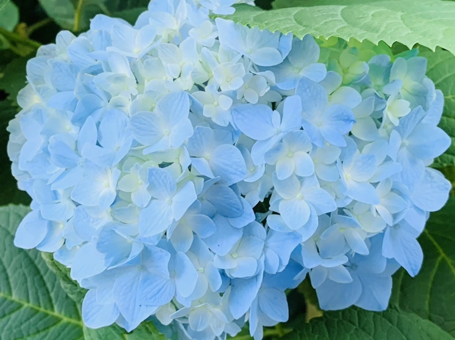 IMG_4787.jpg?type=w966