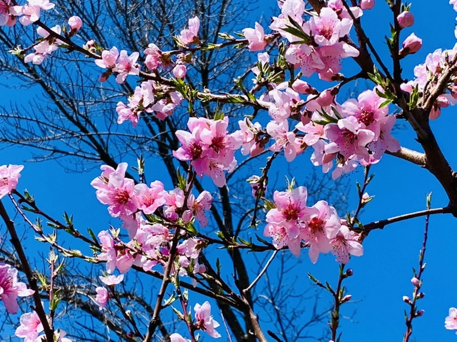 IMG_8160.jpg?type=w966