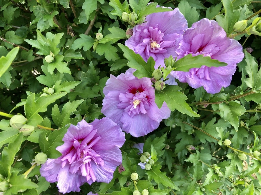 IMG_1582.jpg?type=w966