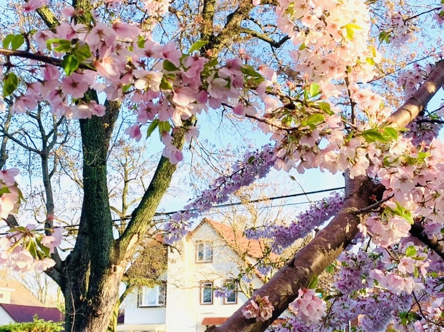 IMG_2450.jpg?type=w966