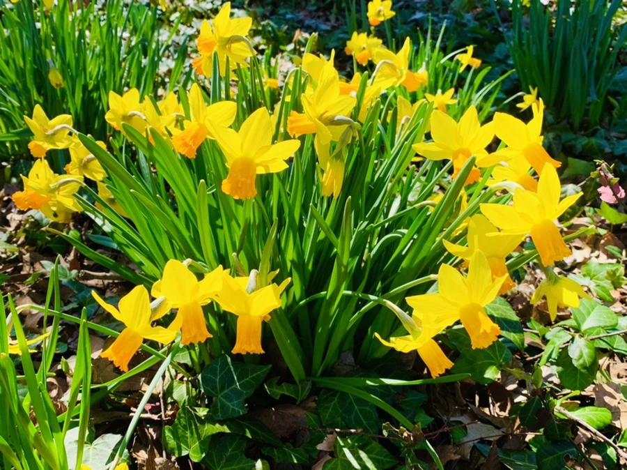 IMG_5699.jpg?type=w966