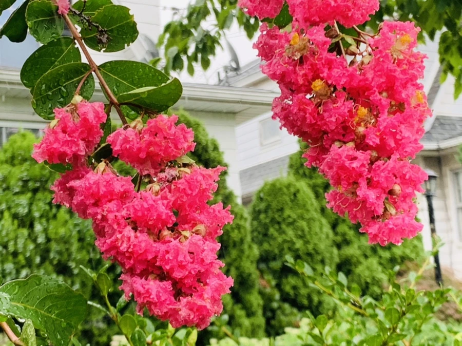 IMG_3799.jpg?type=w966