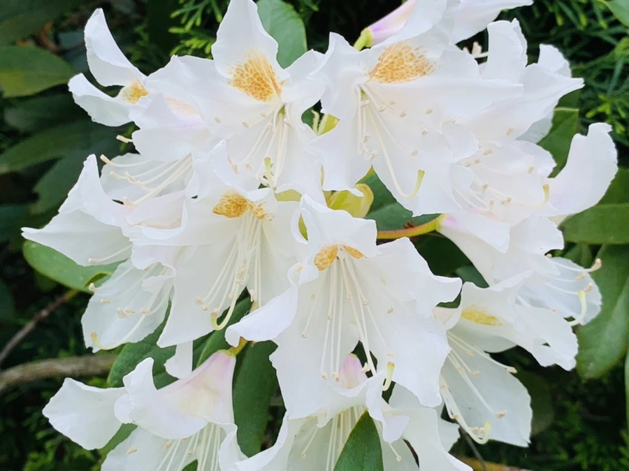 IMG_1469.jpg?type=w966