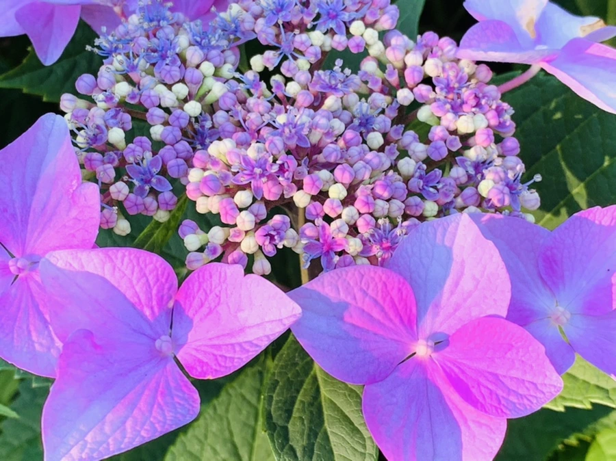 IMG_6311.jpg?type=w966