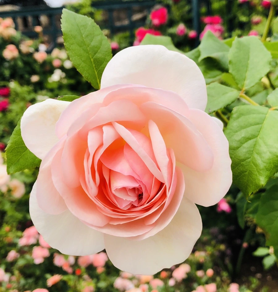 IMG_5699.jpg?type=w966