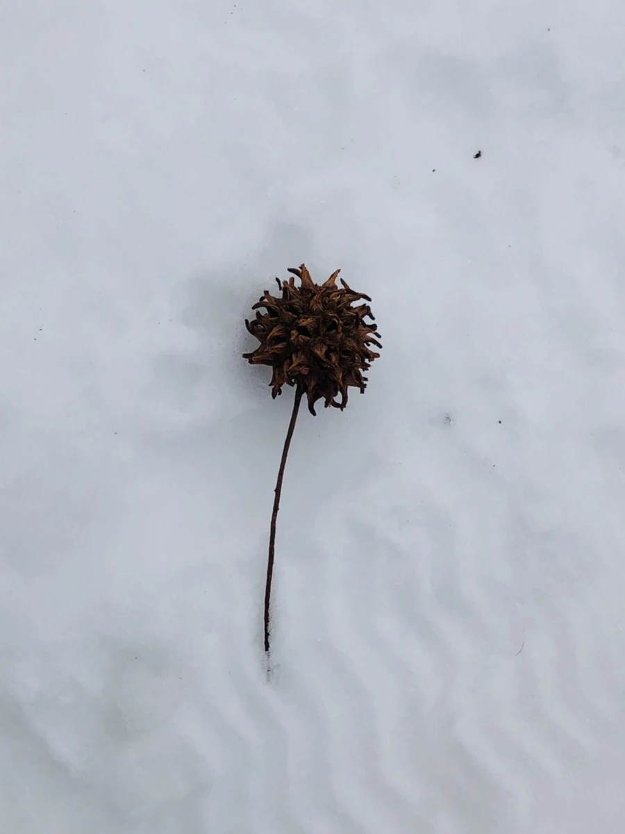 IMG_9529.jpg?type=w966