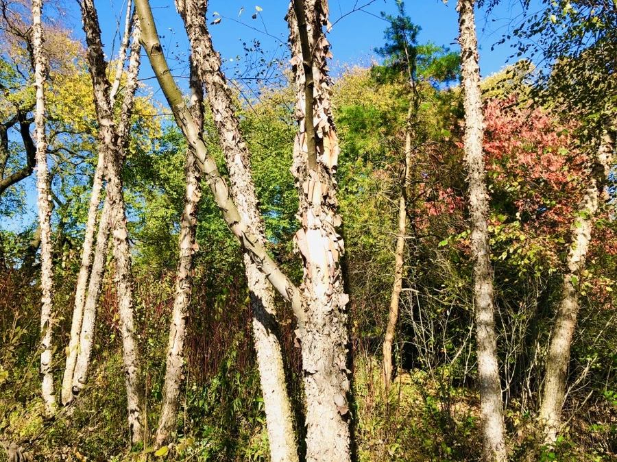 IMG_3310.jpg?type=w966