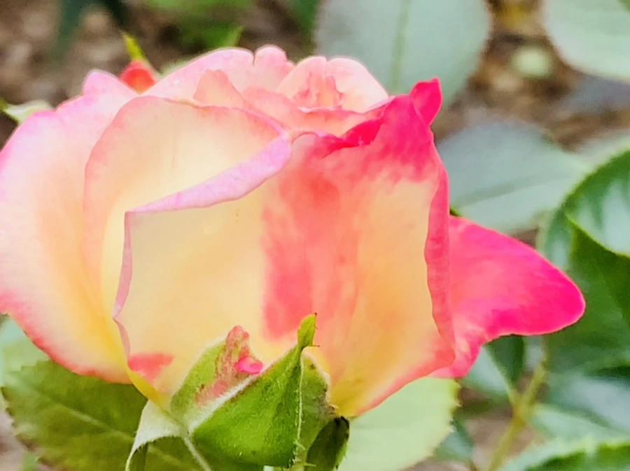 IMG_6960.jpg?type=w966