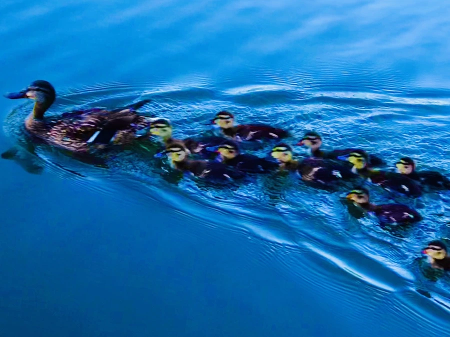 IMG_2677.jpg?type=w966