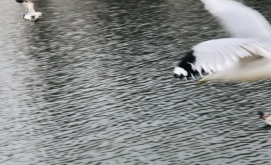 IMG_3304.jpg?type=w966