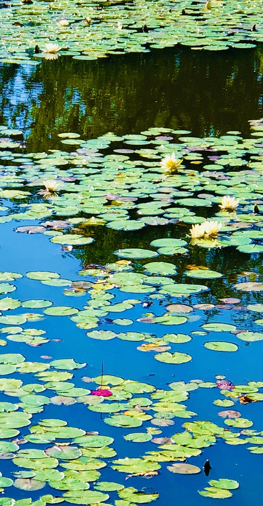 IMG_2332.jpg?type=w966