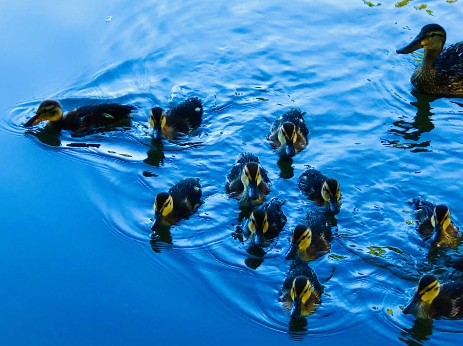 IMG_2712.jpg?type=w966