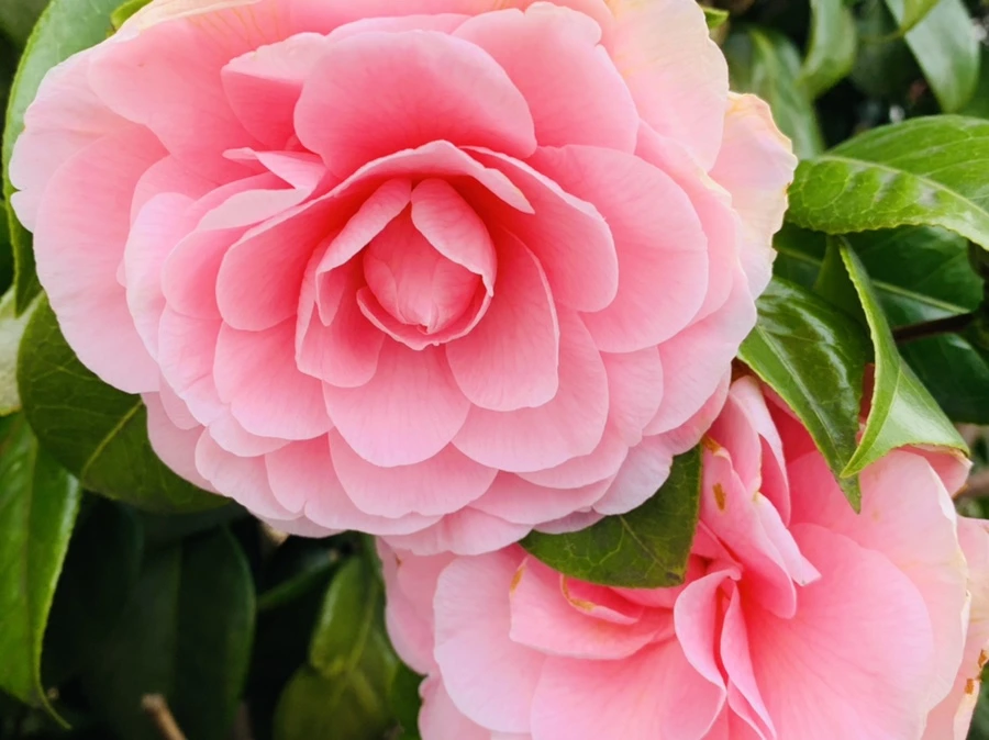 IMG_6682.jpg?type=w966