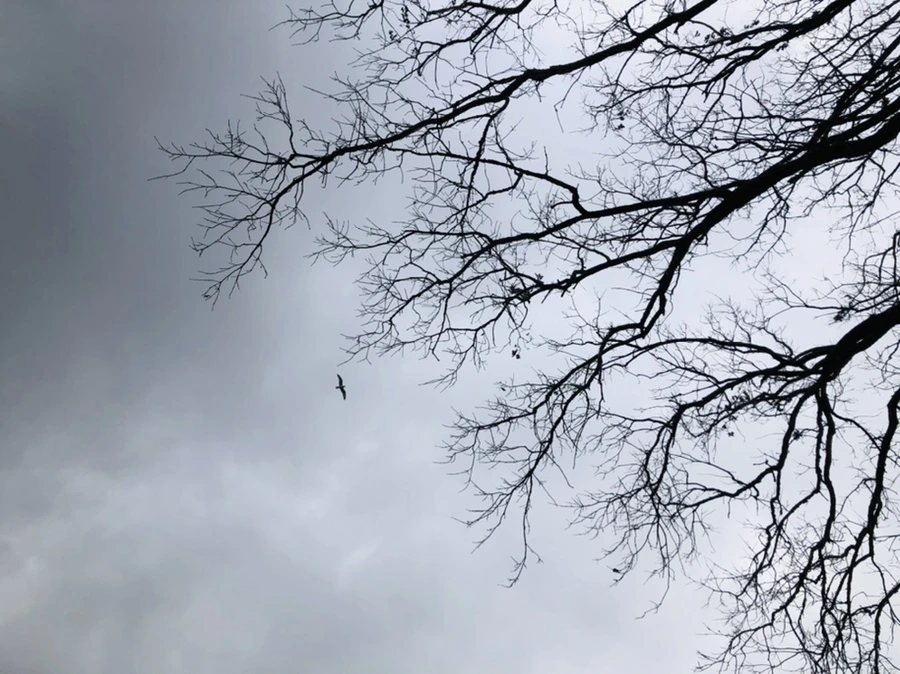 IMG_3450.jpg?type=w966