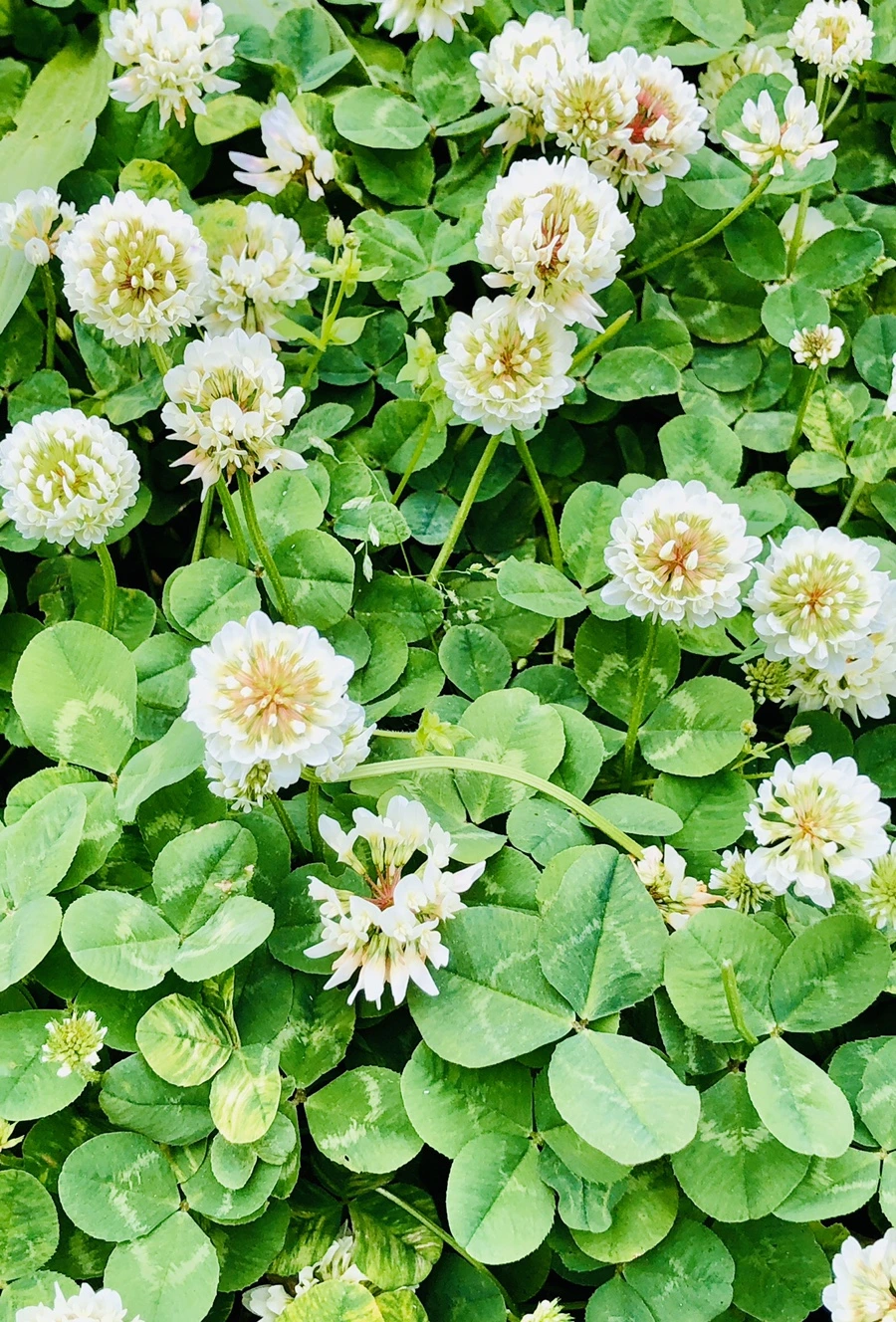 IMG_7949.jpg?type=w966