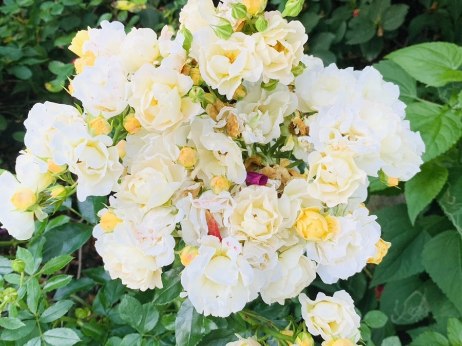 IMG_4776.jpg?type=w966