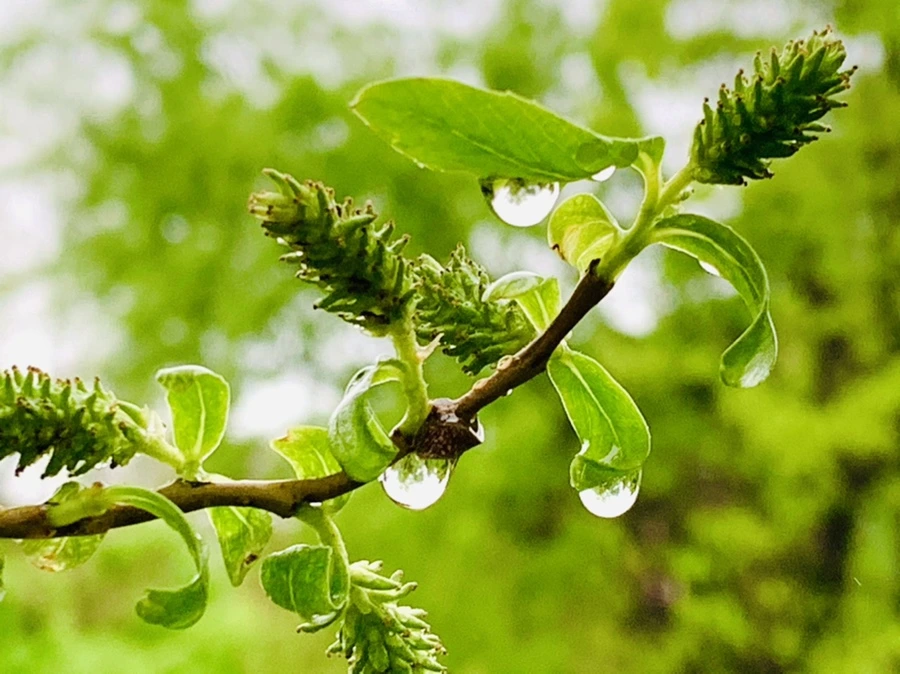 IMG_9279.jpg?type=w966