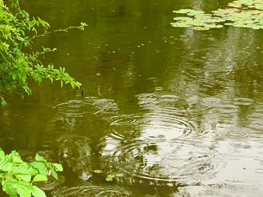 IMG_8306.jpg?type=w966