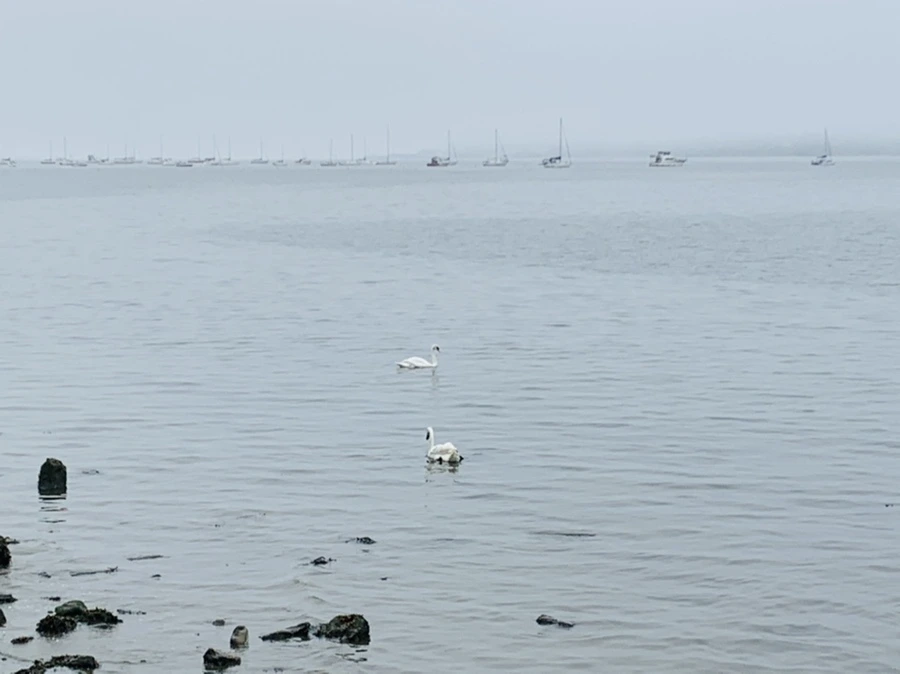 IMG_5165.jpg?type=w966