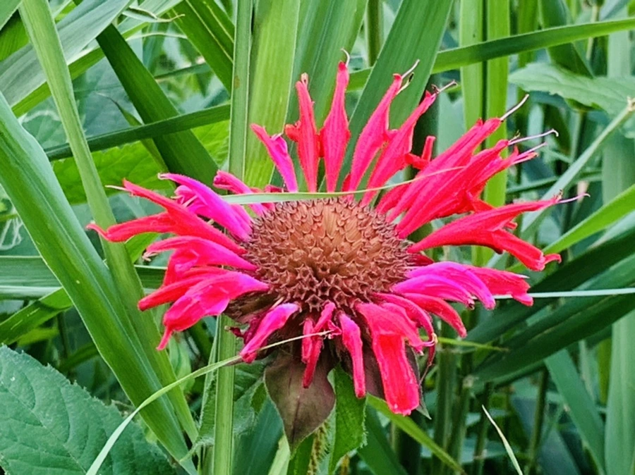 IMG_1713.jpg?type=w966