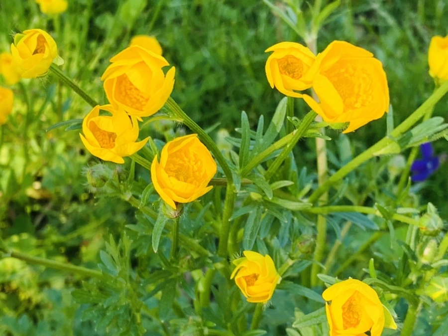 IMG_2059.jpg?type=w966