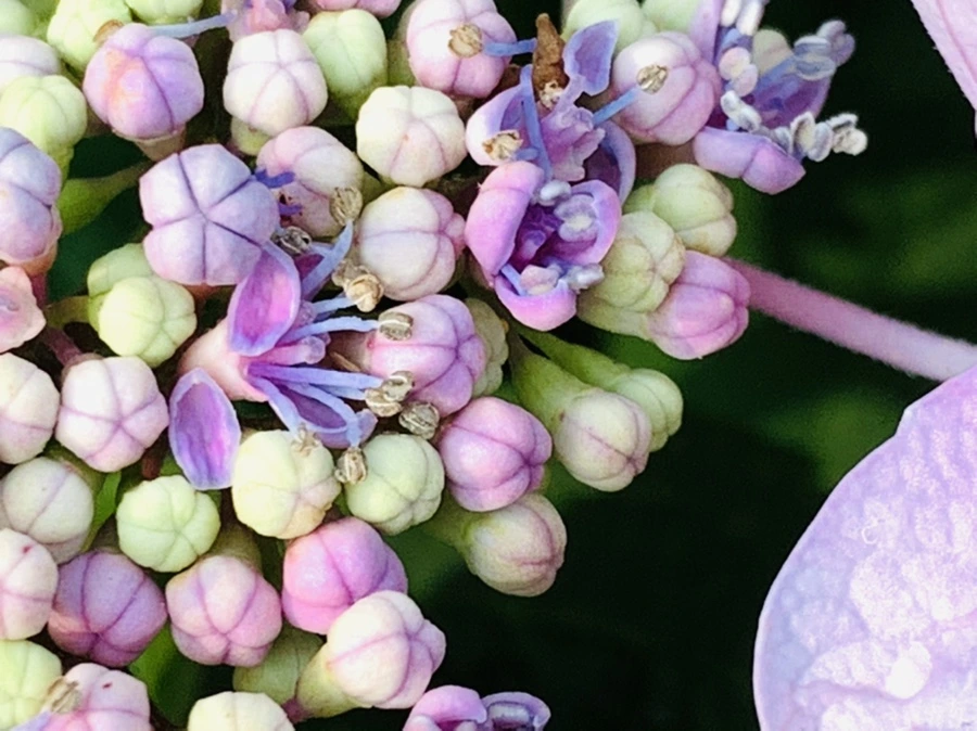 IMG_6062.jpg?type=w966