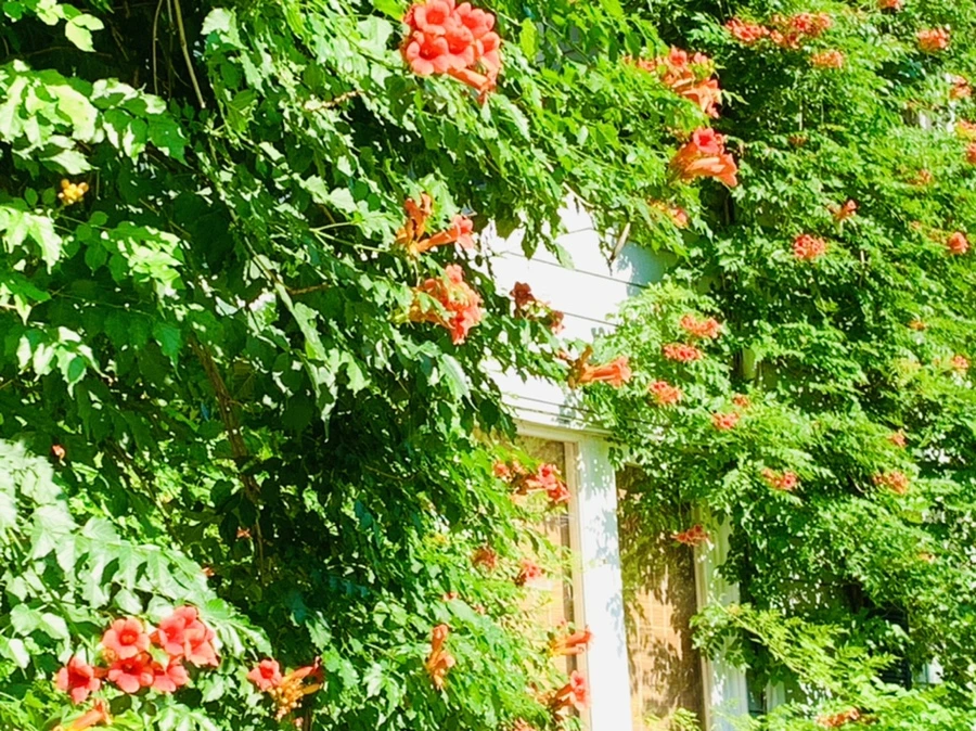 IMG_8712.jpg?type=w966