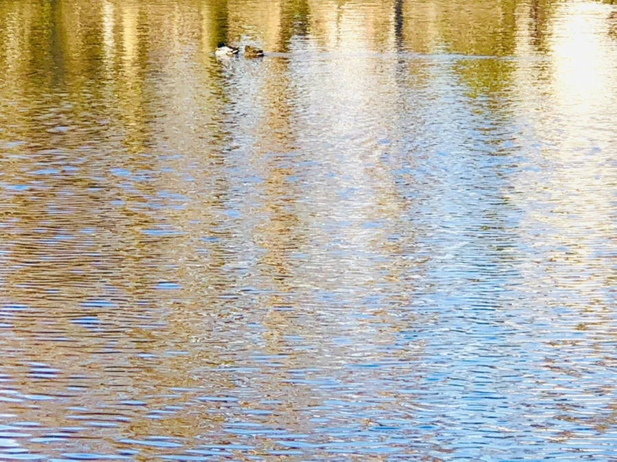 IMG_4030.jpg?type=w966