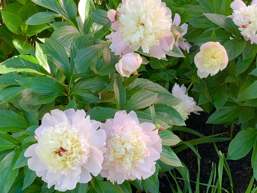 IMG_4624.jpg?type=w966