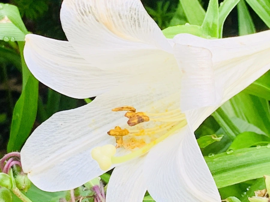 IMG_1030.jpg?type=w966