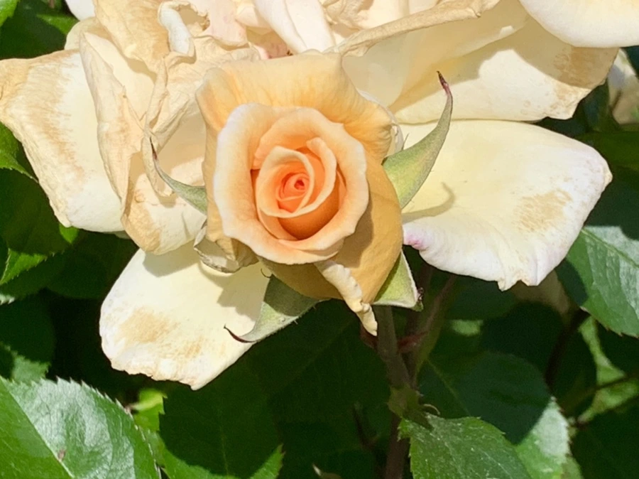 IMG_5662.jpg?type=w966