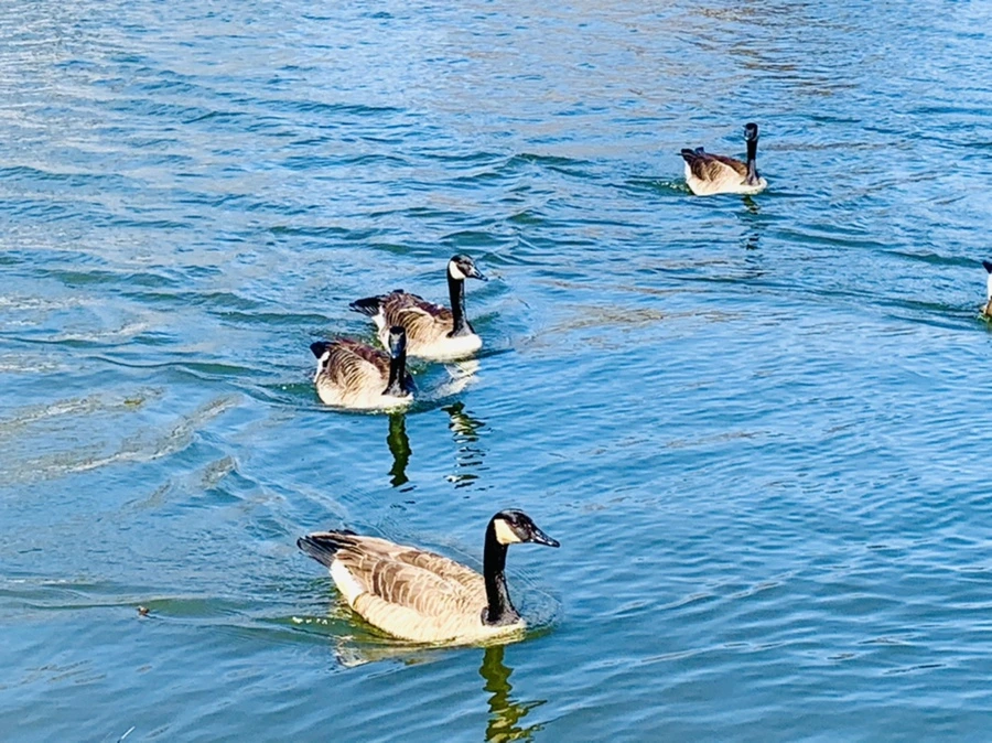 IMG_9915.jpg?type=w966