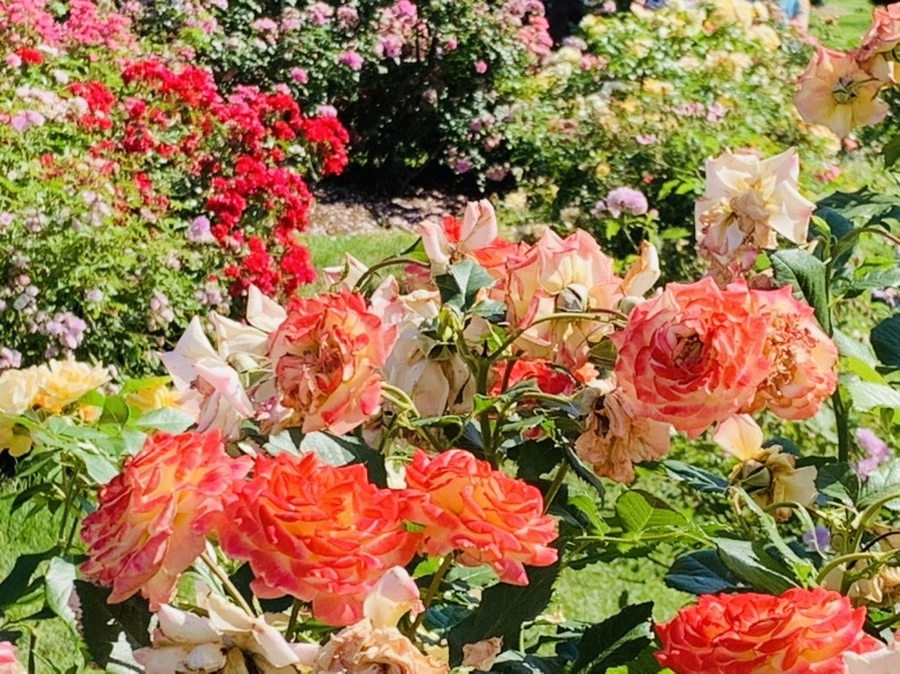 TqPOGnRHtjpnAb92pV7TqN5a2gM