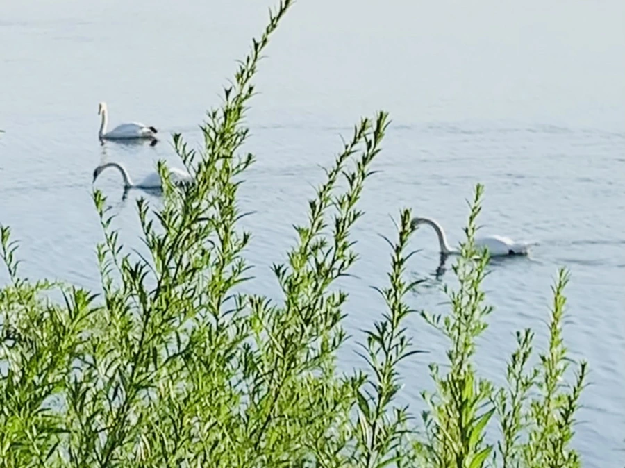 IMG_1527.jpg?type=w966