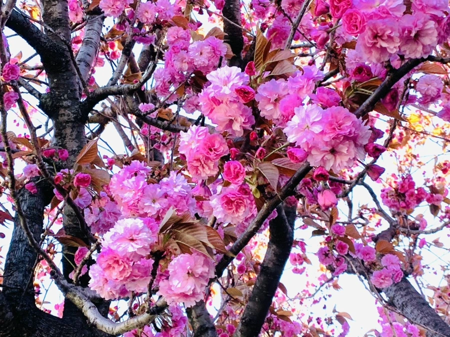 IMG_4188.jpg?type=w966