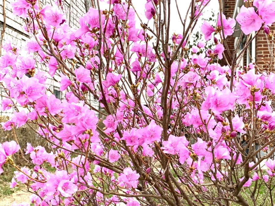 IMG_4745.jpg?type=w966